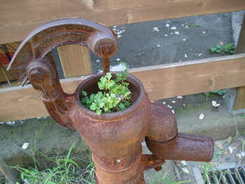IMGP0906.JPG